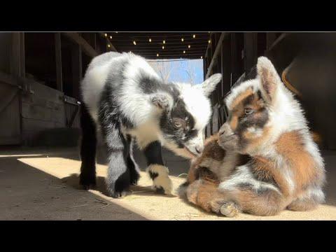 Goat Kids are hoppy rays of sunshine! #Video