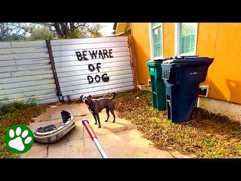 Rescuer Realizes Aggressive Pitbull is Actually The Sweetest Dog #Video