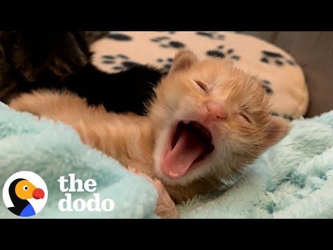 Tiny 'Drunken Sailor' Kitten Becomes King Of His House #Video