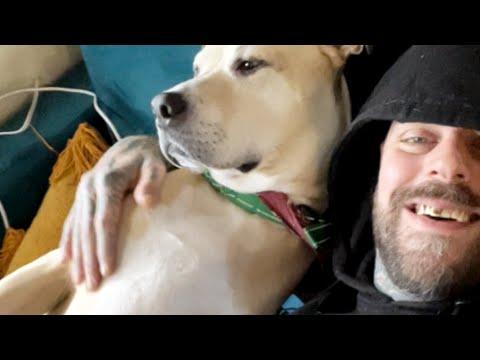 Man gets a big surprise after adopting this dog #Video