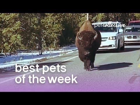 Best Pets of the Week - BUFF DUDE | The Pet Collective