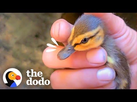 Guy Rescues 10 Baby Ducklings Trapped in Manhole #Video
