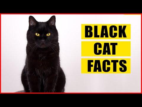 15 Mysterious Facts About Black Cats #Video