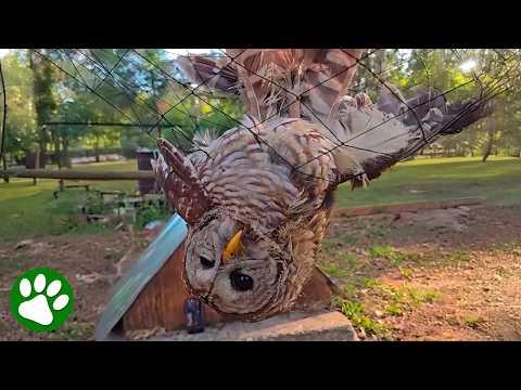 Helpless Owl Tangled in Net Rescued by Kind-Hearted Man #Video