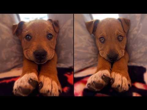 Puppy Can't Stop Smiling At His New Home #Video