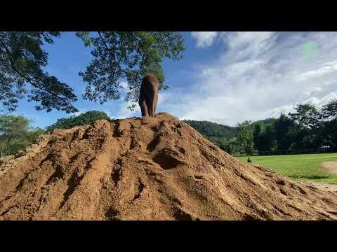 Baby Elephant Pyi Mai Having Fun Sand Pile - ElephantNews #Video