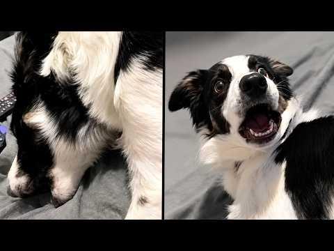 He Wasn't Expecting That | YOUR Daily Dose of Pets #Video