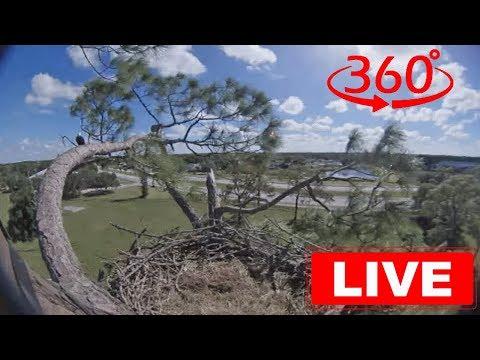 Southwest Florida Eagle Cam - 360