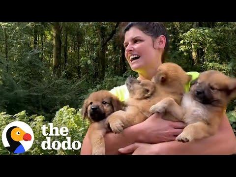 Woman Comes Home With Not One, But Two Litters Of Puppies #Video