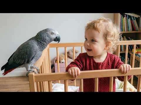 Talking Parrot Teaches The Baby #Video