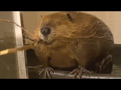 Rescue beaver starts building dam inside house #Video