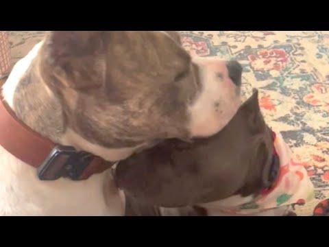 These two rescue dogs literally love each other #Video