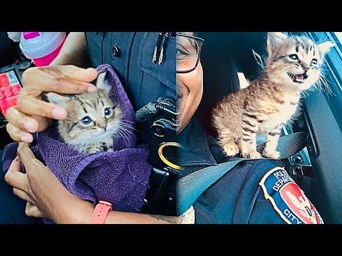 Stray Kitten Chooses Policewoman As His New Mother #Video