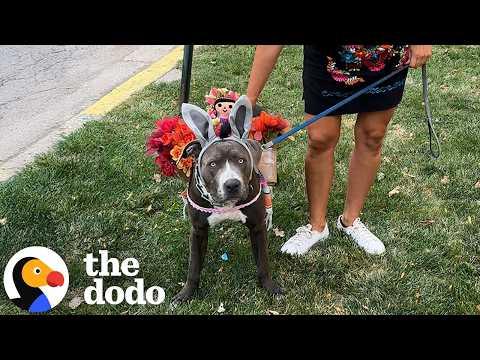 Millennial Mom Includes Her Pittie In All Her Mexican Traditions #Video