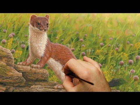 Wildflower Meadow Inspires Stoat Painting | Wildlife Art | Robert E Fuller #Video