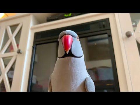 Cute parrot says good morning and gives everyone a kiss Video