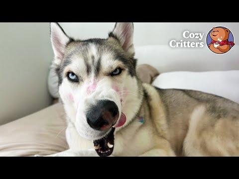 Man Adopts a Husky — And Slowly Learns How He Communicates  #Video