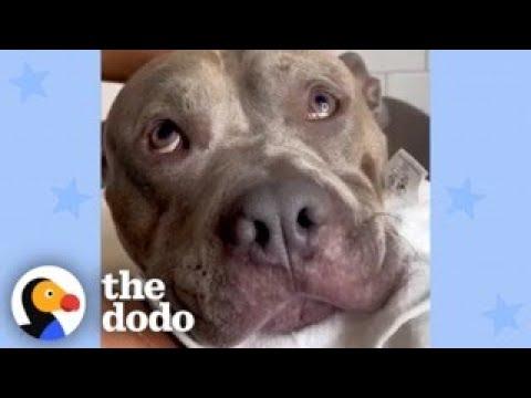Meet The Most Pampered Pittie Ever #Video