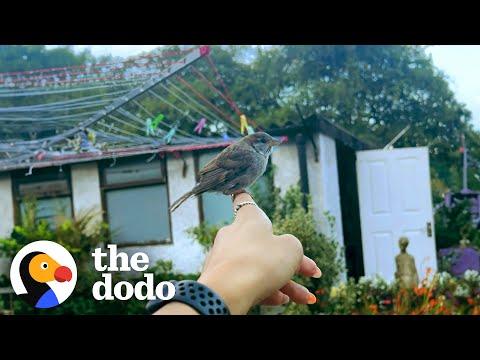 Woman Rescues Tiny Baby Sparrow Smaller Than AirPods Case #Video