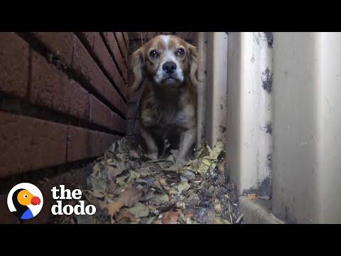 Dog Was So Scared He Hid Behind Building From People #video