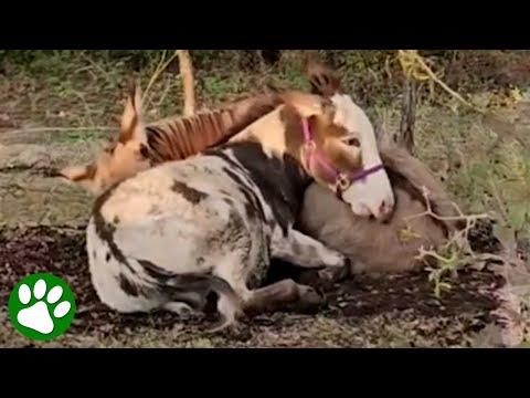 Bullied donkey finds a best friend #Video