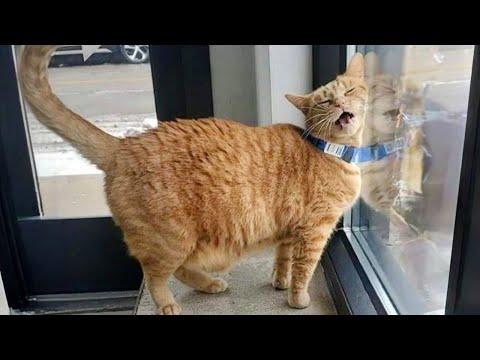 Try not to laugh at these Funny CATS and KITTENS 2024  #Video