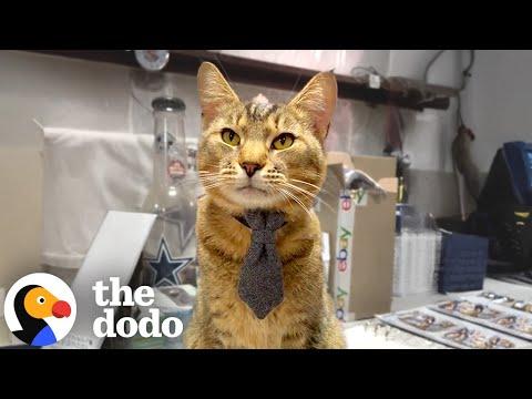 Cat Shows Up On Time For Work Every Day #Video