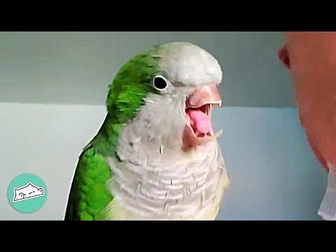 Parrot Lost Half Of His Beak But Found BFF #Video