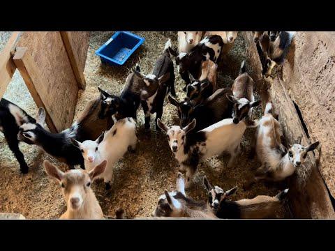 Goats are serious about breakfast! #Video