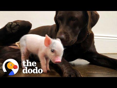 Tiny Piglet Jumps Off A Truck And Saves Her Own Life #Video