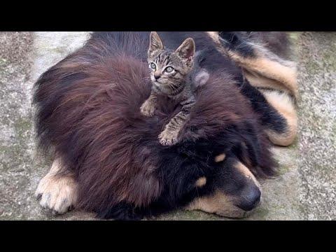 Little Kitty Found a Big Comfy Dog Pillow #Video