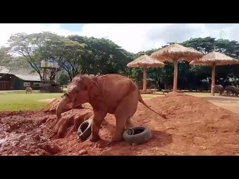Baby Elephant Enjoying Her Toy From Her Mahout - ElephantNews #Video