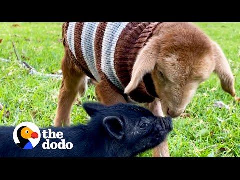 Orphaned Lamb And Piglet Become Instant Friends #Video