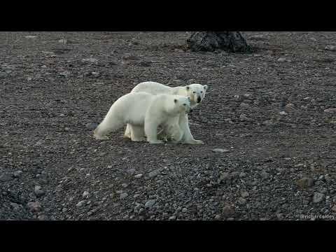 Polar Bears on Ellesmere Island #Video