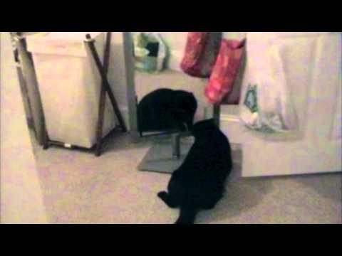 Cat Hates His Own Reflection