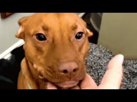 Shy shelter dog loves everyone in his new family #Video
