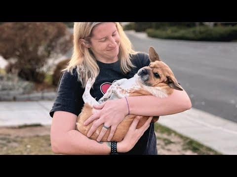 Woman adopted a strange dog that's a mix of 13 breeds #Video