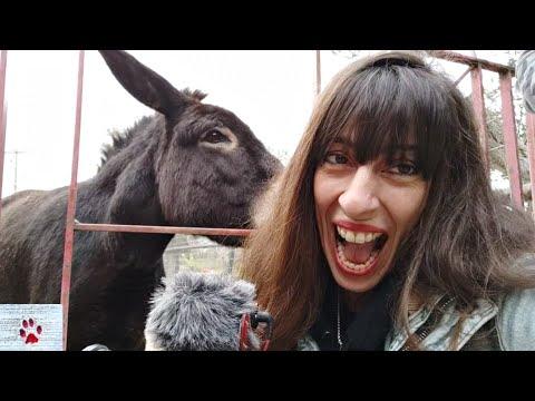 Surprising top 10 facts about DONKEYS you probably didn't know! #Video