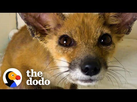 Baby Fox Couldn't Open Her Eyes Until She Got A Bubble Bath #Video