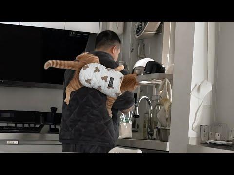 When These Cats and Their Dads are The Cutest Duo #Video