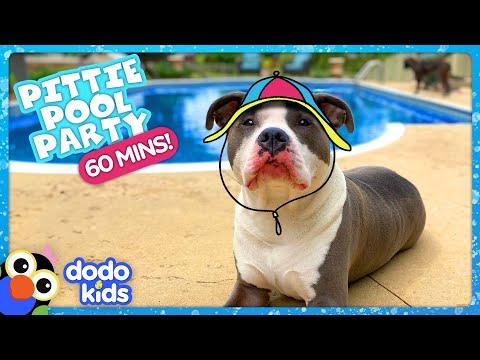 The Pittie Pool Party Never Stops! | 1-Hour Music Video | Splash Dogs | Dodo Kids #Video