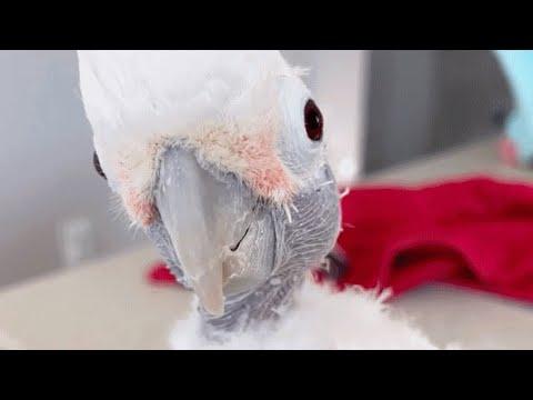 Bird cries for 'mama' after family dumps her #Video