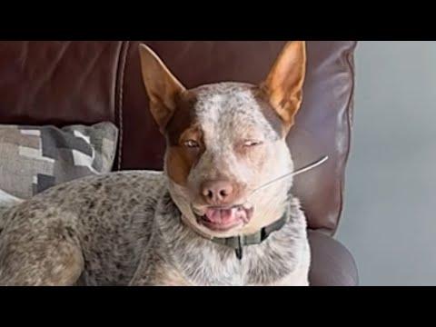 Dog has inexplicable obsession with object #Video