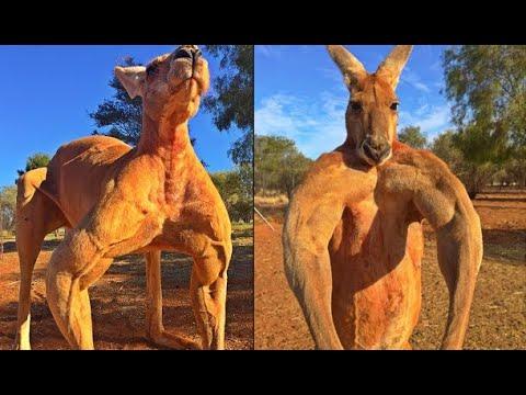 A Really Buff Kangaroo. Your Daily Dose Of Internet.