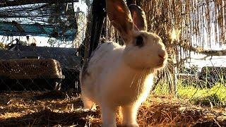 Rabbit Sanctuary (Texas Country Reporter)