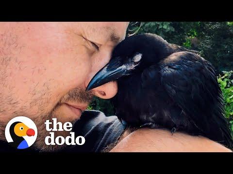 Wild Crow Has Coffee With His Rescuer Every Day #Video