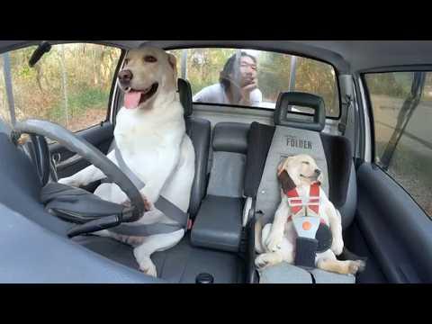 Dogs With the Highest IQ Will Make You Wonder #Video