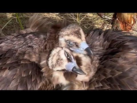 Can vultures fall in love? Meet Bernard and Twinkle #Video