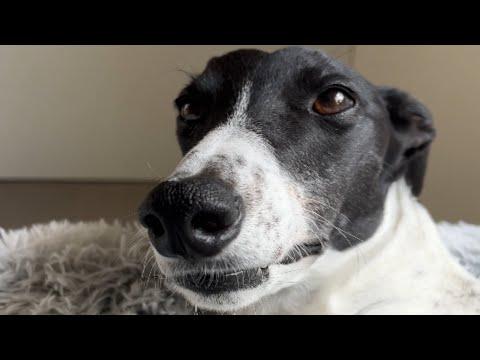 I adopted a racing greyhound. Here's how that went. #Video