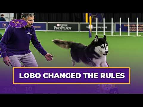 When a Husky Decides to Do Agility HIS Way